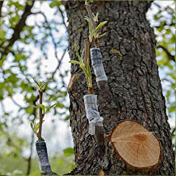 Trädgårdsympningstejp för fruktträd, Phytoremediation Sprout Tape