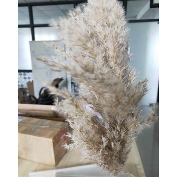 20 st torkad liten pampasgräs dekor naturlig Phragmites Communis riktig bröllopsblombukett