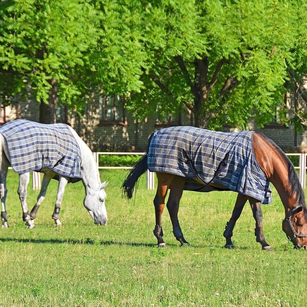 4 st hästtäcksremmar justerbar elastisk svansrem med dubbla klämmor stretchig hästtäcksbenremmar ersättnings elastiska benremmar