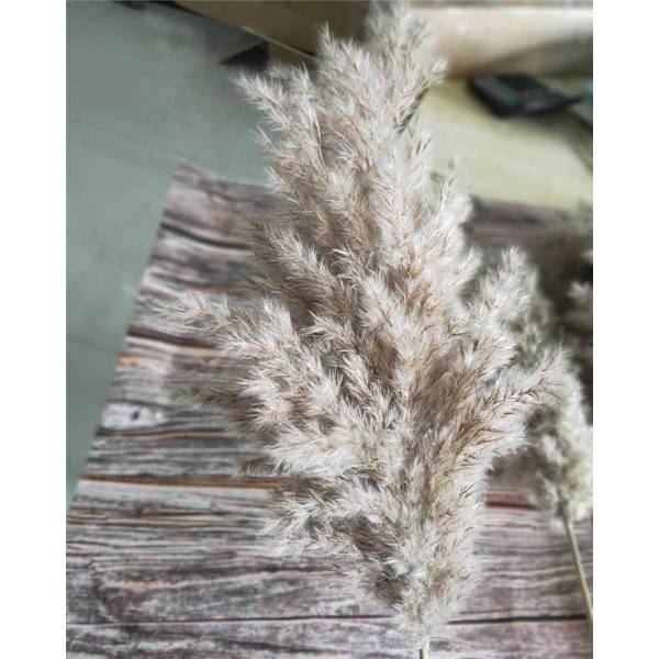 20 st torkad liten pampasgräs dekor naturlig Phragmites Communis riktig bröllopsblombukett