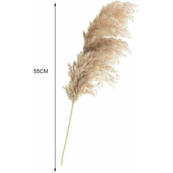 20-pack torkade pampasgräsdekorationer, pampasgräsdekoration, torkade blommor 55 cm, för inredning, fotografering, bröllop (brun)
