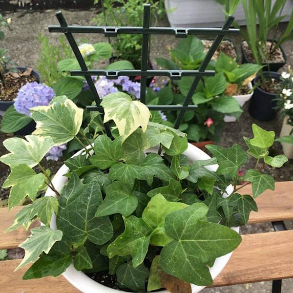 Kruktrellis, spaljé för inomhusväxter, miniväxttrellis DIY trädgårdsväxtstöd, överlagrad, klätterspaljé blomsterstöd för krukväxter klättring