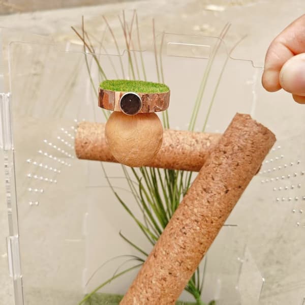 Naturlig springedderkop habitat træskjul hule ventileret hus til krybdyr