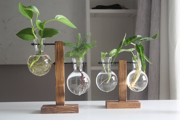 Kreativ träram hydroponisk vas grön dillväxt klart glas
