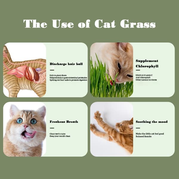 Hollow Cat Grass Planter Cover, Layered Cat Grass Growing Container for Home Indoor
