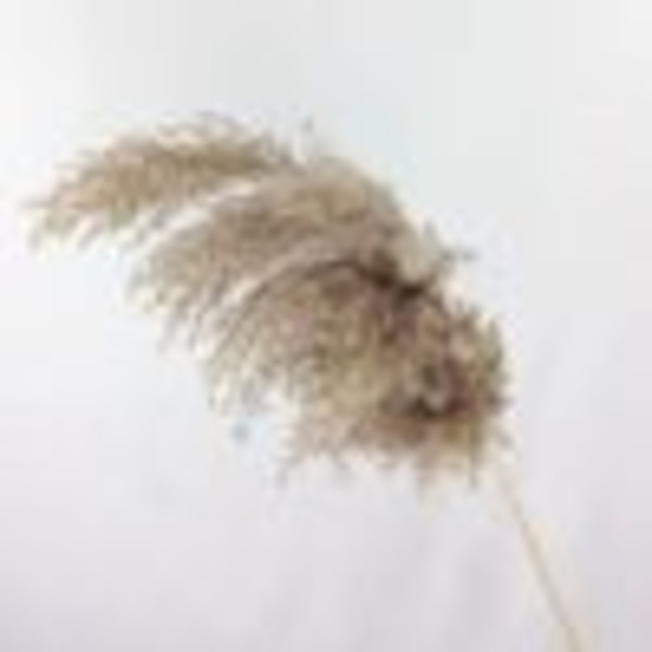 20-pack torkade pampasgräsdekorationer, pampasgräsdekoration, torkade blommor 55 cm, för inredning, fotografering, bröllop (brun)