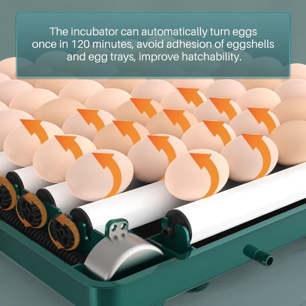 Automatisk eggklekker, i stand til å klekke 12 til 15 egg, med effektiv LED-belysning, automatisk eggvending og fuktighetskontroll.