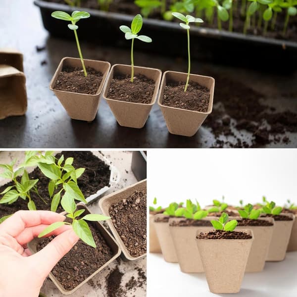 50 Biodegradable 3-inch Square Peat Pots with Labels for Outdoor Plant Nurseries