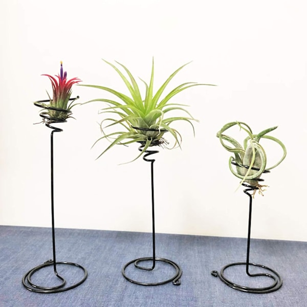 6 st luftväxtstöd, 3 storlekar svart järnspiral blomställ, luftväxtbehållare Tillandsia-hållare för display