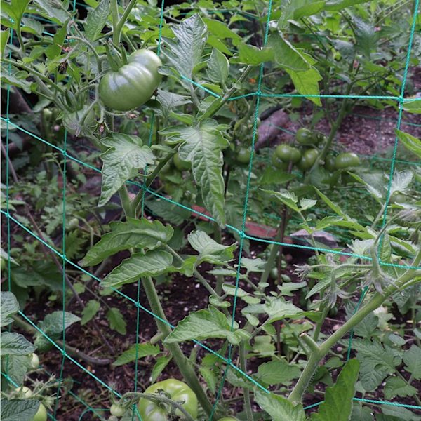 Puutarhan kiipeilyverkko kasveille, kotikäyttöön, kurkkuviinille
