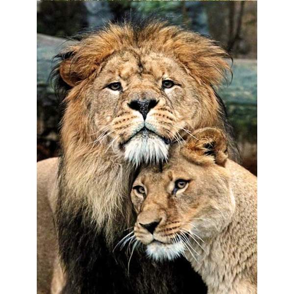30x40cm 5D DIY Diamond Painting Full, Lion#N Series, DIY Diamond Rh