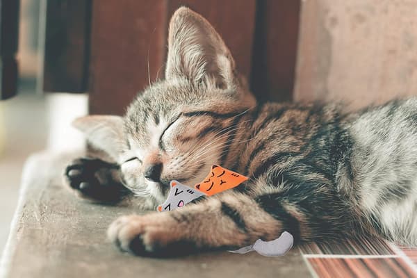 5 st Kattmynta Leksaker för Katter Interaktiv Katt Tuggleksak Kattunge Bitleksak S