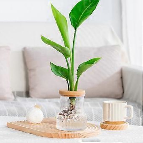 Skrivbords Hydroponisk Vas Ornament med Lock Hydroponisk Växtförökning Terrarium för Trädgårdsentusiaster Present Transparent