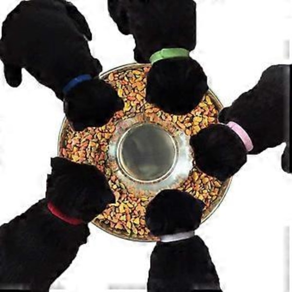 Nirvana Puppy foderskål, hundeskåle i rustfrit stål, fravænningsskål til hvalpe, hvalpeskål der kan bruges til flere hvalpe på samme tid, vandskål