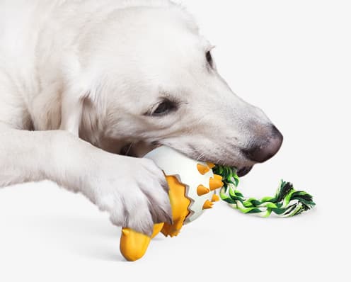Gul explosiv dinosaurieägg hund molar stick tuggummi husdjur Su