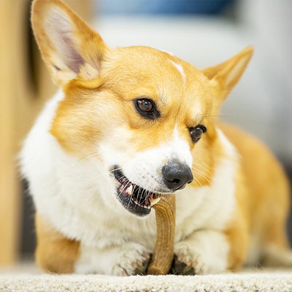 Bacon Stick Hållbar Hundtugg Leksak för Aggressiva Tuggare, Riktig Ba
