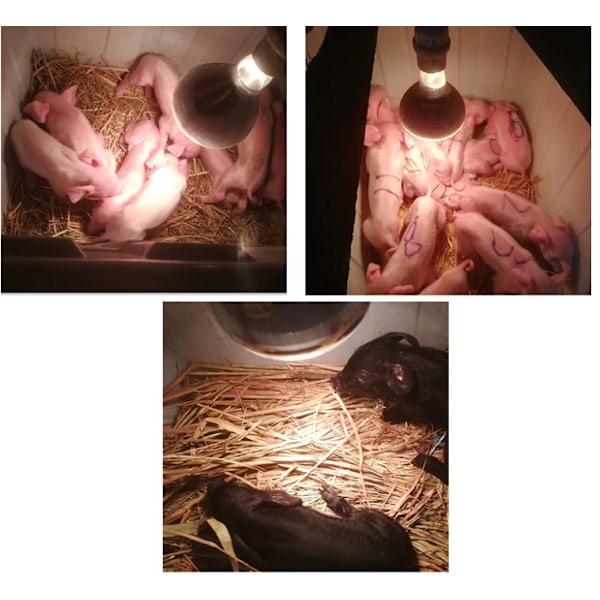 Sett med 2, vanlig glatt 150w, 200w infrarød varmepære