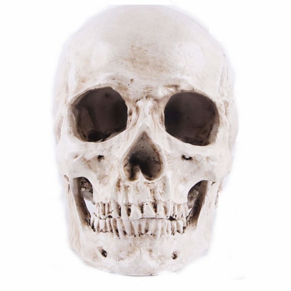 Modell 1: 1 Resin Human Skull Anatomical Teaching, Decoration Skul