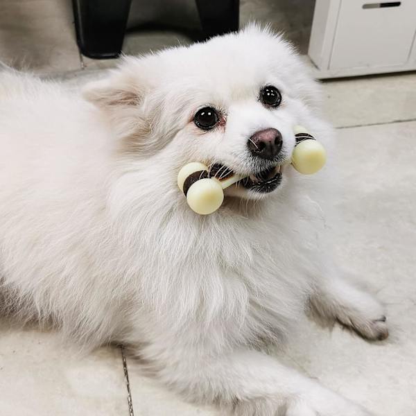 Oförstörbara hundtuggleksaker, hundtugg, nötköttsmak, för träning