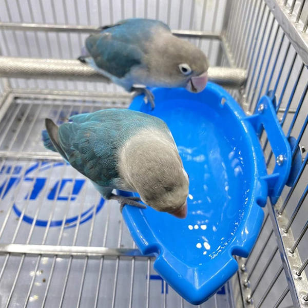Blå Fuglebur Dusch Skål Papegøje Feeder Bad Dusch Papegøje Badr