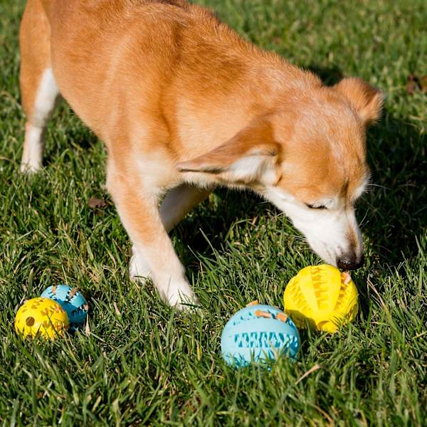 Torr hund leksak, interaktiv oförstörbar hund tuggleksak, torr mat och