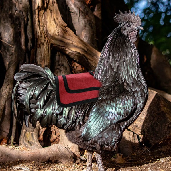Premium kycklingsadel, justerbara remmar kostym Small, Medium och