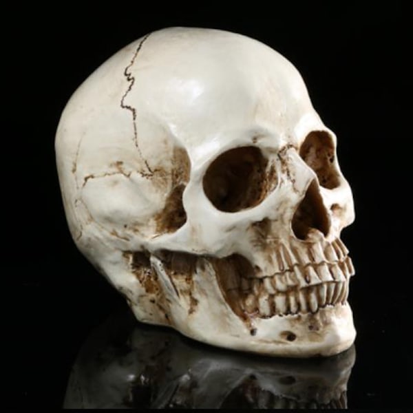 Livsstorlek 1: 1 Menschlicher Sch?del Modell Replik Resin Medizinisc