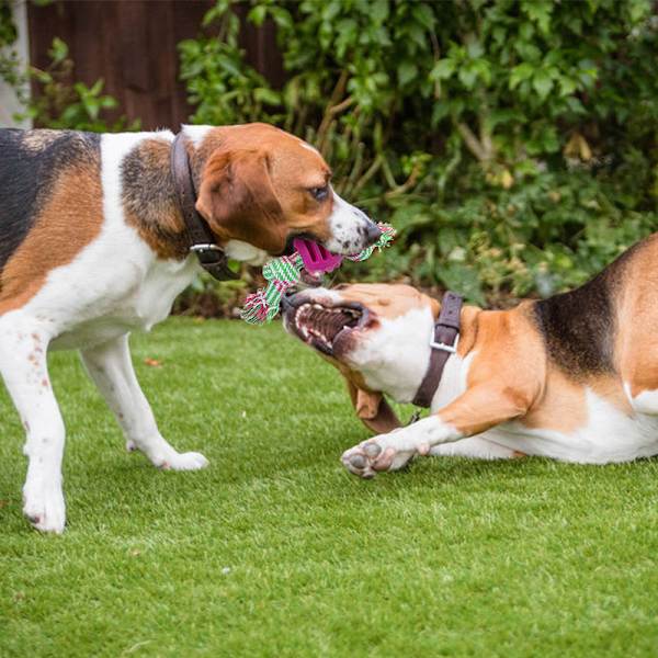 Blå ros röd 2 delar husdjur leksaker, hund dubbel neps rep, bitre resi