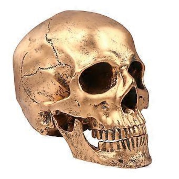 Halloween Kranie Realistisk Udseende Kranie Menneske Skelet Kranie Resin Model