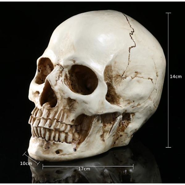 Livsstorlek 1: 1 Menschlicher Sch?del Modell Replik Resin Medizinisc