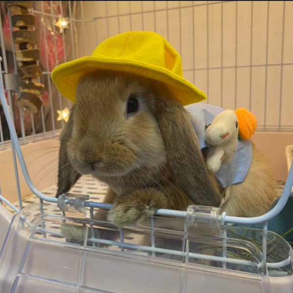 Hatt for små dyr Kaninlue Kjæledyr Hodeplagg Kitty Hodetilbehør
