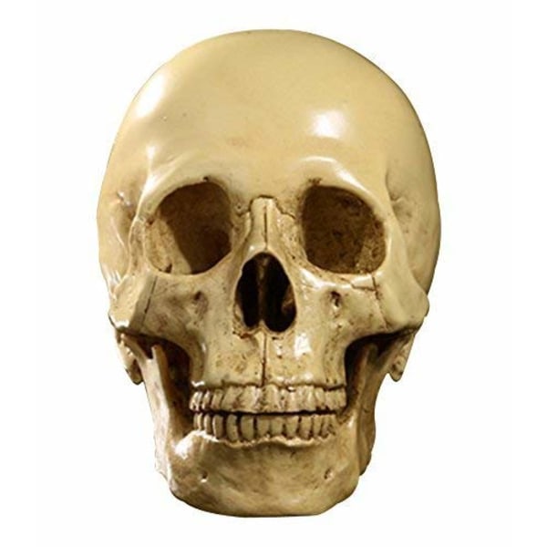 Malli 1: 1 Ihmisen kallo Anatomian opetus, Koristelu Kallo
