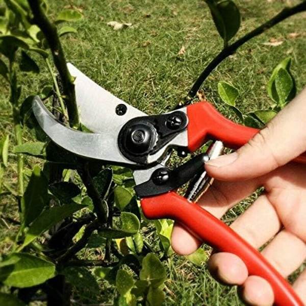 Precisionsskärare, Trädgårdssax, Skördesax för Frukt