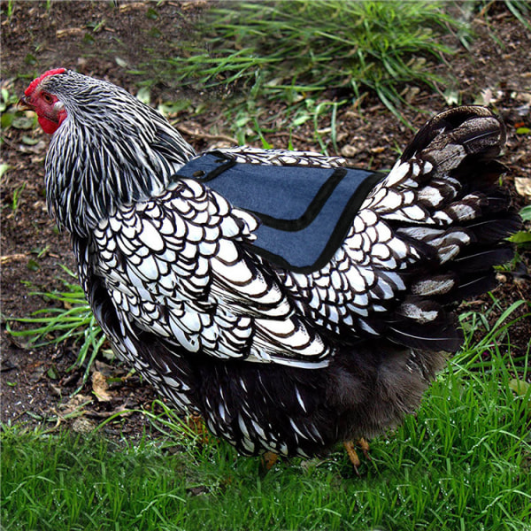 Premium kycklingsadel, justerbara remmar kostym Small, Medium och
