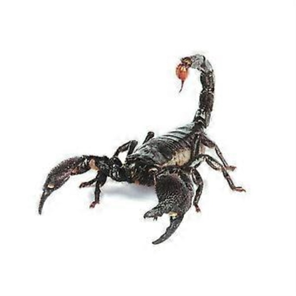 3D Bilklistremerke Edderkopp Gekko Dyr Simulering Bil Haleklistremerke Realistisk Modifikasjon