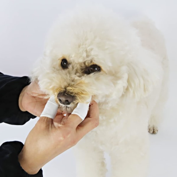 Hundtandborste, paket med 10 Återanvändbar fingertandborste Dog Anti-Pl