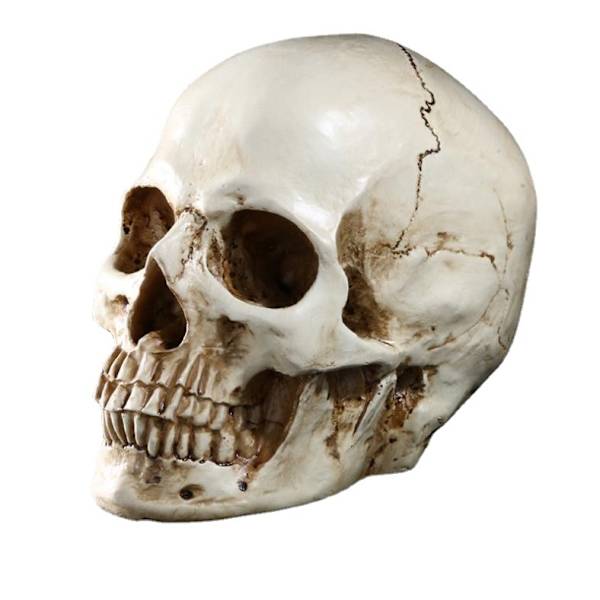 Livsstorlek 1: 1 Menschlicher Sch?del Modell Replik Resin Medizinisc