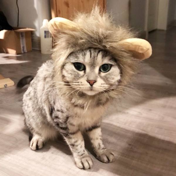 1 st kattperuk huvudbonad söt transformationsdräkt katter lejonhuvud