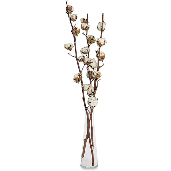 3 ekte bomullsgrener - 50 cm - 7 til 9 blomster per bomullsgren - ekte plante, tørket, veldig slitesterk