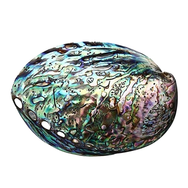 Naturlig Abalone Seashell Skalade Conch for rengøring rökelse holder dekoration