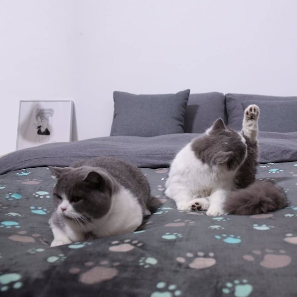 Premium fluffigt slitstarkt hundtäcke, mjuk och varm fleece kattvalp för små medelstora husdjur, grå 80 x 100 cm