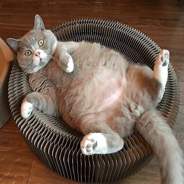 Kattskrapbräda Återvunnet wellpapper, kattleksaker, skrapdynor med rund säng, skrapstolpar för kattungar, interaktiva vikbara skrapleksaker