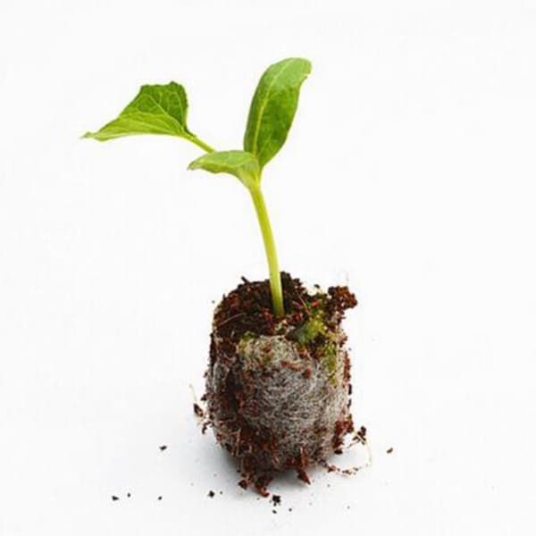 Frøstarter jordplugger Plantefiber barnehageblokker Torvjordpellets