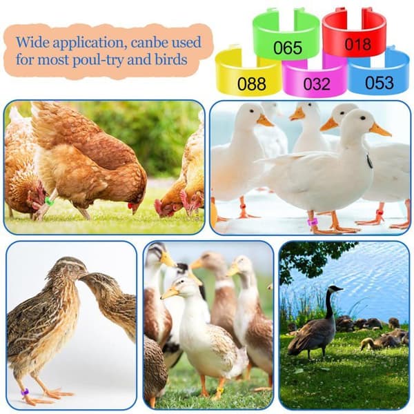 Fjerkræbenringe - 100 stk., 20 mm farvede nummererede identifikationsringe i plast til kyllinger
