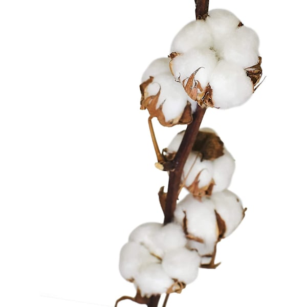 3 ekte bomullsgrener - 50 cm - 7 til 9 blomster per bomullsgren - ekte plante, tørket, veldig slitesterk