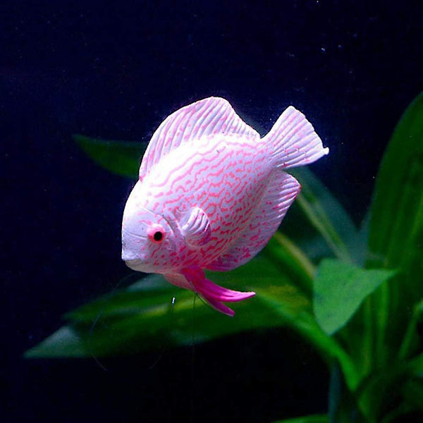 Akvarium lysende silikone kunstig fisk falske akvarium landskabsdekorationer clown fish