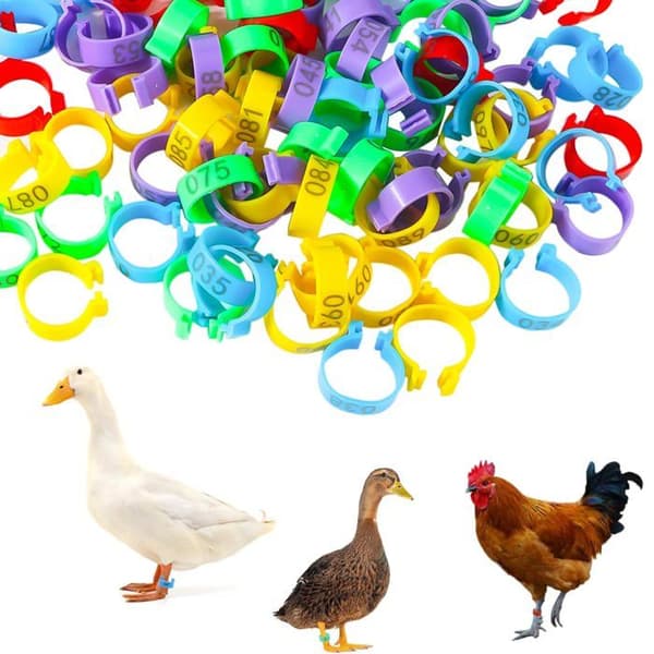 Fjerkræbenringe - 100 stk., 20 mm farvede nummererede identifikationsringe i plast til kyllinger