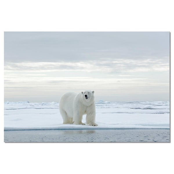 Isbjørnkart på pakkeis 80x50