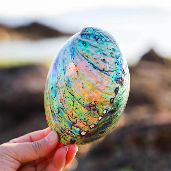 Naturlig Abalone Seashell Skalade Conch för rengöring rökelse hållare dekoration