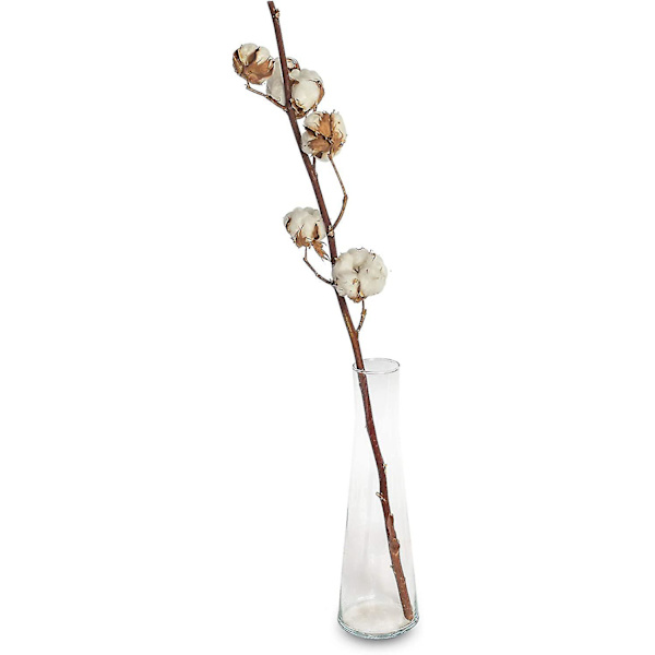 3 ekte bomullsgrener - 50 cm - 7 til 9 blomster per bomullsgren - ekte plante, tørket, veldig slitesterk